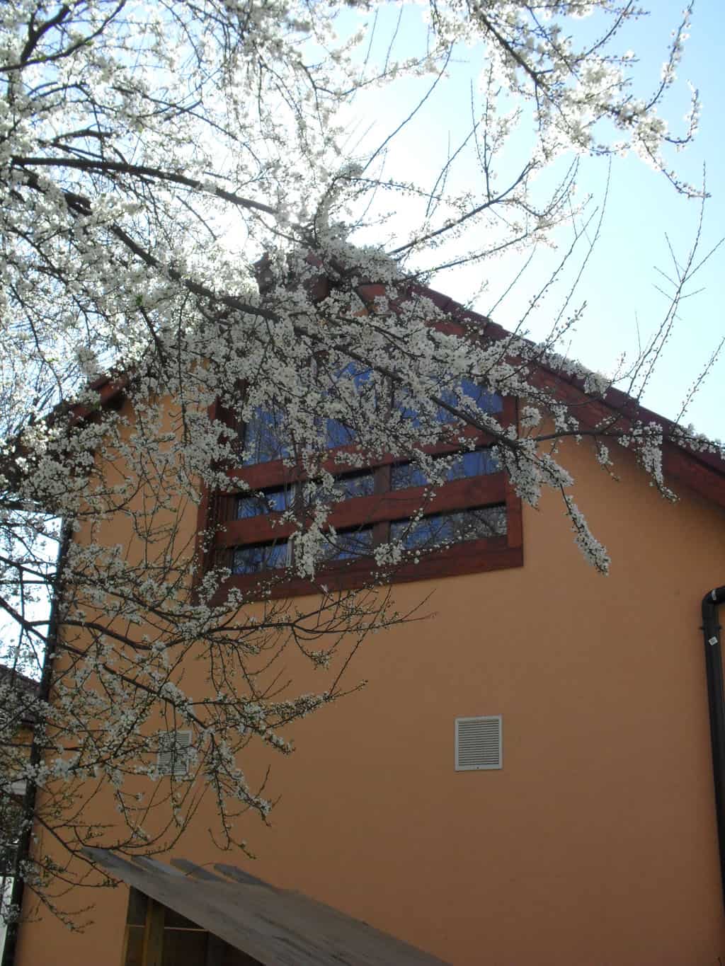 View of an orange house wall with a large upper window framed in dark wood, partially obscured by branches of a tree covered in white blossoms under a clear blue sky.